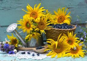 Beautiful still life with sunflowers and blue berry in the garden. Romantic greeting card for birthday, Valentines, Mothers Day concept. Summer countryside background with vintage objects photo