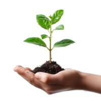 Hands holding plant side view on isolated transparent background png