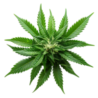 Cannabis on isolated transparent background png