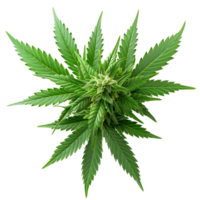 Cannabis on isolated transparent background png