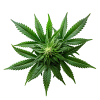 Cannabis on isolated transparent background png