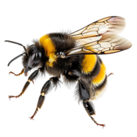 Bumblebee flying on isolated transparent background png