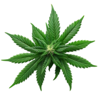 Cannabis auf isoliert transparent Hintergrund png