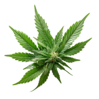 cannabis på isolerat transparent bakgrund png