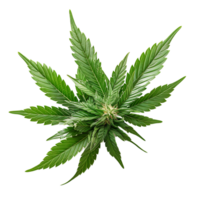 Cannabis on isolated transparent background png