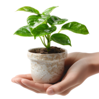 Hands holding plant side view on isolated transparent background png