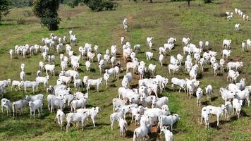 field pasture area with white cows grazing photo