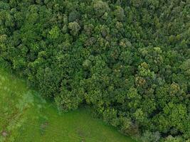 stream riparian forest photo