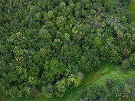 stream riparian forest photo