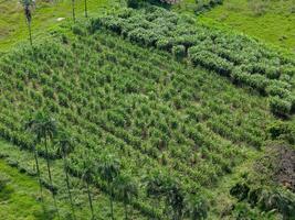 field sugar cane cultivation photo