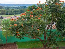 African Tulip Tree Flowers photo