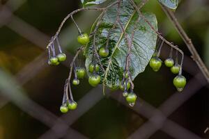 flowering plant of the species known as jurubeba a nightshade common photo