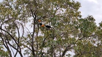 adult toco toucans photo