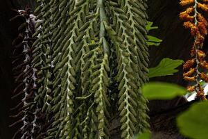 flowers of the buriti palm tree photo