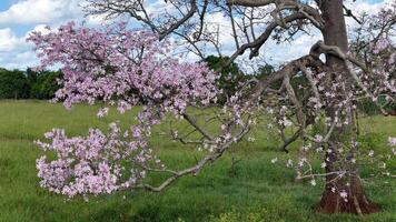 Silk Floss Tree photo