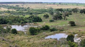 field pasture area with white cows grazing photo