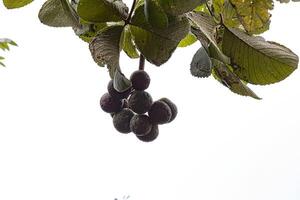 pekea nuez árbol Fruta foto