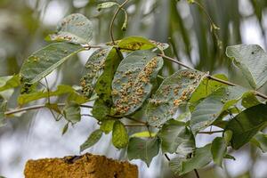 planta hojas lleno de agallas causado por ácaros foto