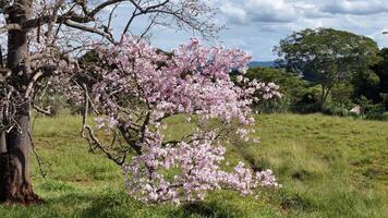 árbol de seda foto