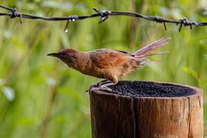 Greater Thornbird Animal photo