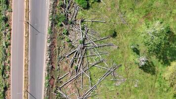 eucalyptus trunks and felled trees photo