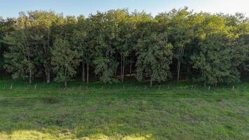 rubber tree forest for latex extraction photo