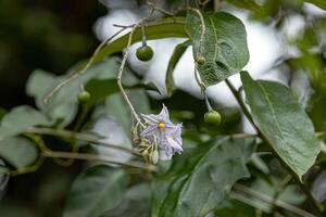 flowering plant commonly known as jurubeba a nightshade photo