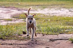 Dog animal playing in the field photo