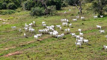 field pasture area with white cows grazing photo