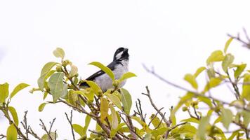 Lined Seedeater Bird photo