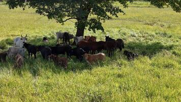 vacas y caballos en un campo tomando refugio desde el tarde Dom en el sombra de un árbol foto