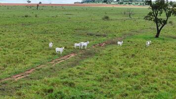 field pasture area with white cows grazing photo