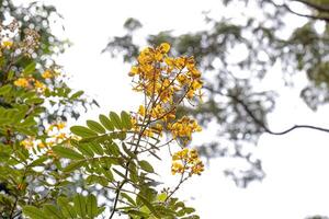 Small Yellow Flowering Plant photo