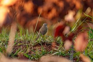 Adult Cattle Tyrant Bird photo