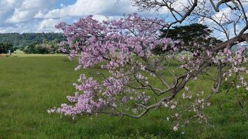 Silk Floss Tree photo