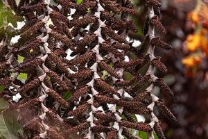 flowers of the buriti palm tree photo