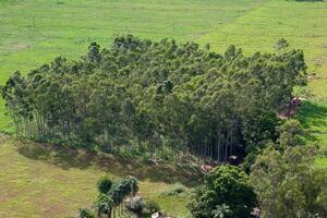 cultivation of eucalyptus trees photo