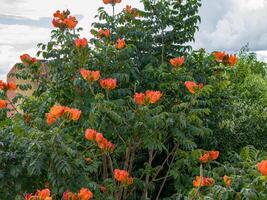 African Tulip Tree Flowers photo