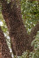 textured trunk of angiosperm tree photo