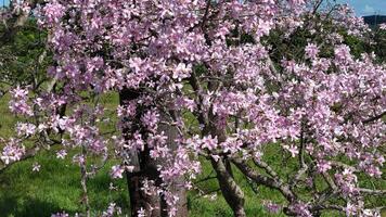 Silk Floss Tree photo