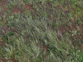 dirt floor with grass photo