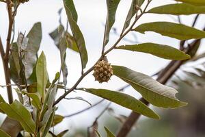 pequeño salvaje Fruta planta foto