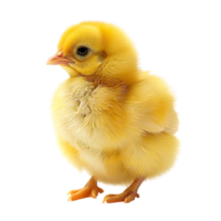 Yellow chick on isolated transparent background png