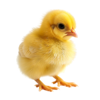 Yellow chick on isolated transparent background png