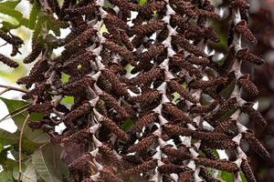 flowers of the buriti palm tree photo