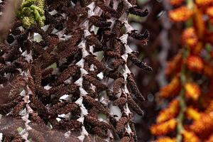 flowers of the buriti palm tree photo