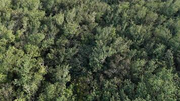 rubber tree forest for latex extraction photo