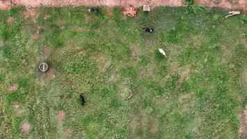 cattle cows grazing in the field photo