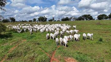 field pasture area with white cows grazing photo