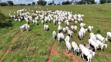 field pasture area with white cows grazing photo